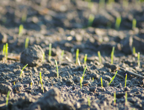 Miért fontosak a talajbaktérium-növénykapcsolatok a mezőgazdaságban?